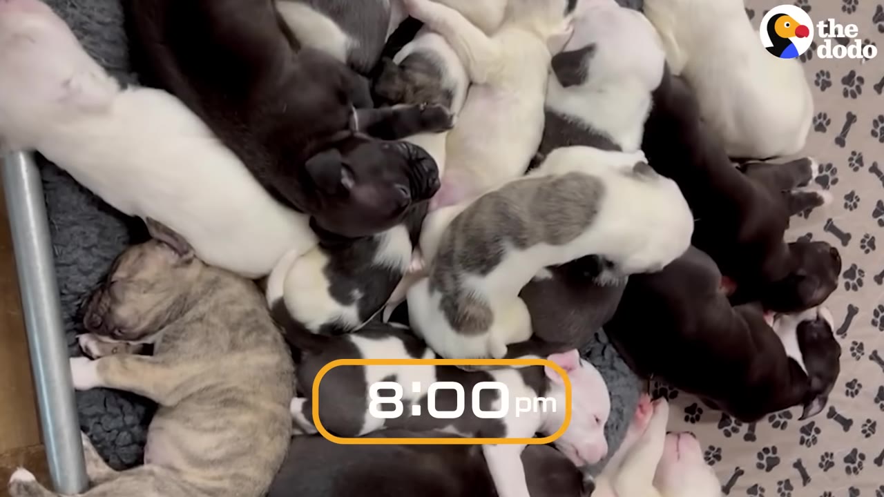 A large pile of sleeping puppies of various colors, including black, white, and brindle, huddled together on a dog bed.