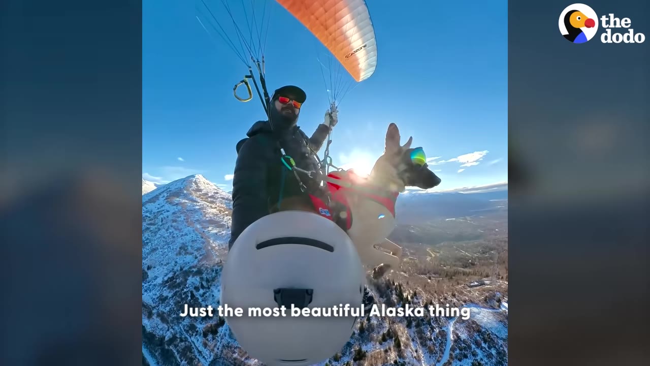 A man and his dog wearing goggles paraglide together high above snowy Alaskan mountains under a bright blue sky.