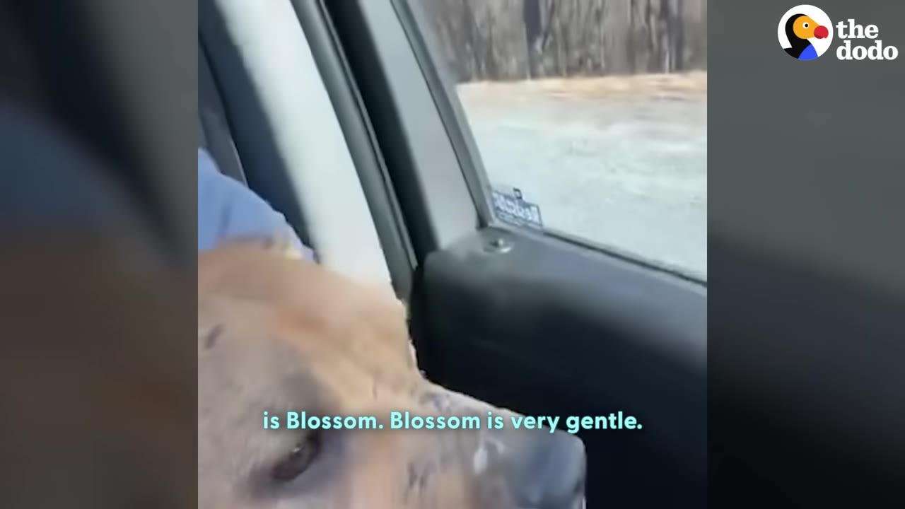 A close-up of a brown dog named Blossom looking out of a car window, with text on screen reading 'is Blossom. Blossom is very gentle.'