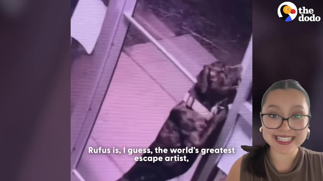 A security camera capture of a dark brindle dog standing on its hind legs to open a door, with a woman in glasses in the foreground.
