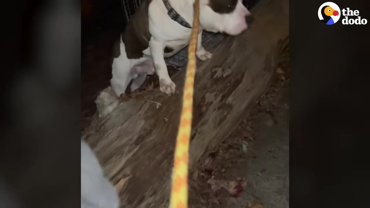 A brown and white dog stands cautiously on a fallen log at night as a yellow and orange leash is gently extended toward him.