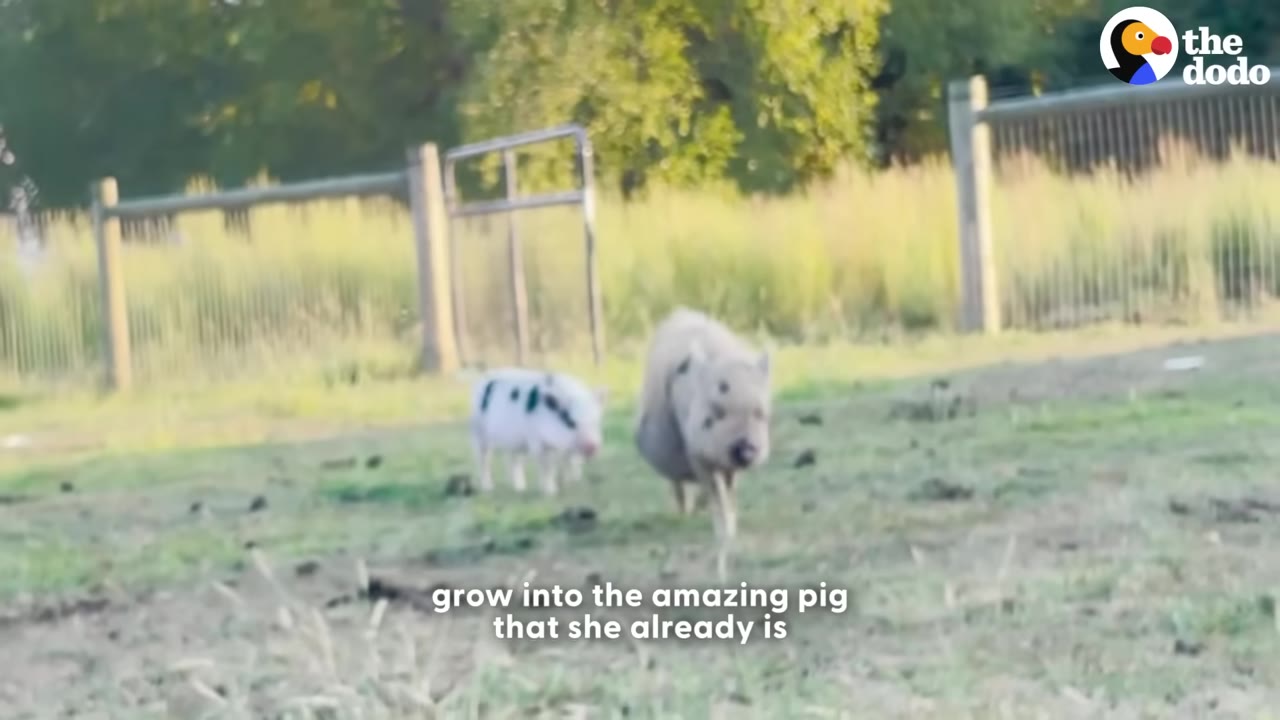 A small spotted piglet and a larger grey pig walking outdoors in a grassy field with a fence in the background.