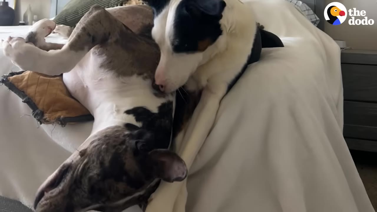 A black and white dog nuzzles a brindle and white dog who is lying upside down on a bed.