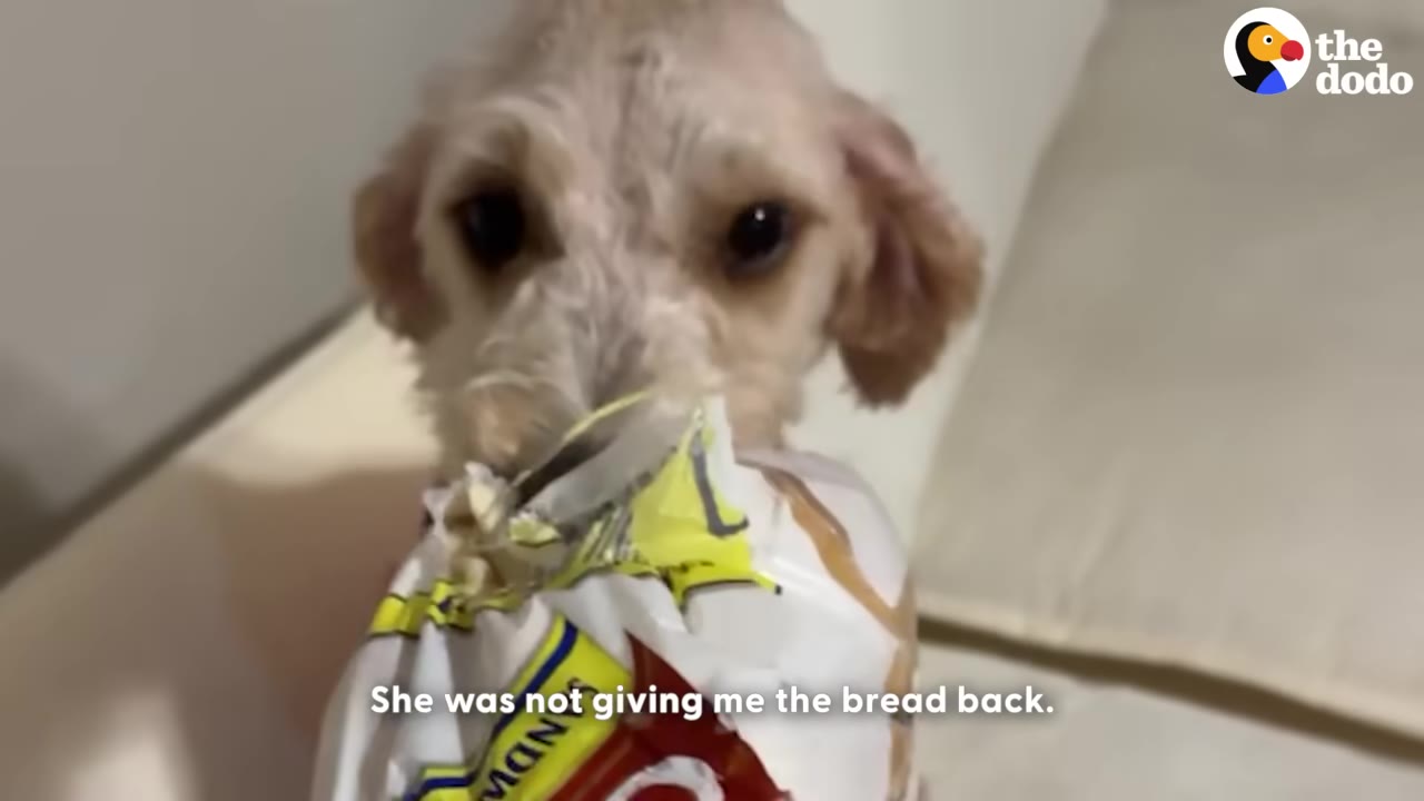 A small, light-colored dog holding a plastic bag of bread in its mouth, looking directly at the camera.
