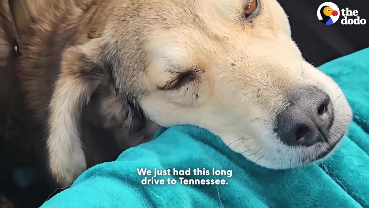 A close-up of a light brown dog resting its head on a bright blue blanket.