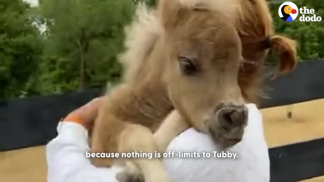 A small brown miniature horse foal being held by a caregiver in a white shirt, with its mouth resting against the caregiver's shoulder.