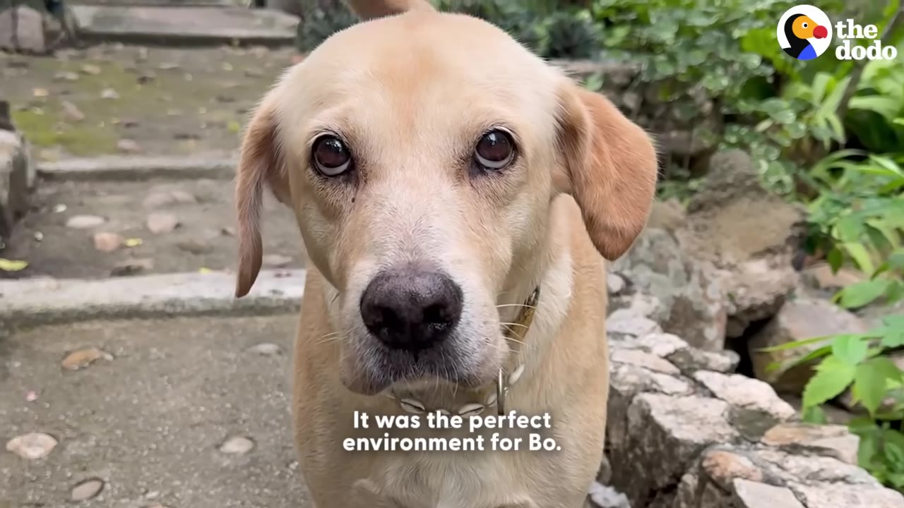 A close-up portrait of a light brown dog looking directly into the camera with expressive eyes, standing outdoors on a stone path.