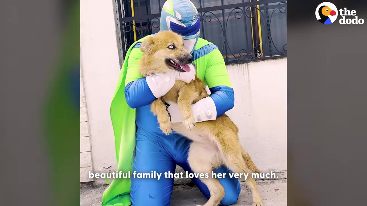 A person in a blue and green superhero costume with a cape holds a fluffy light brown dog in their arms.