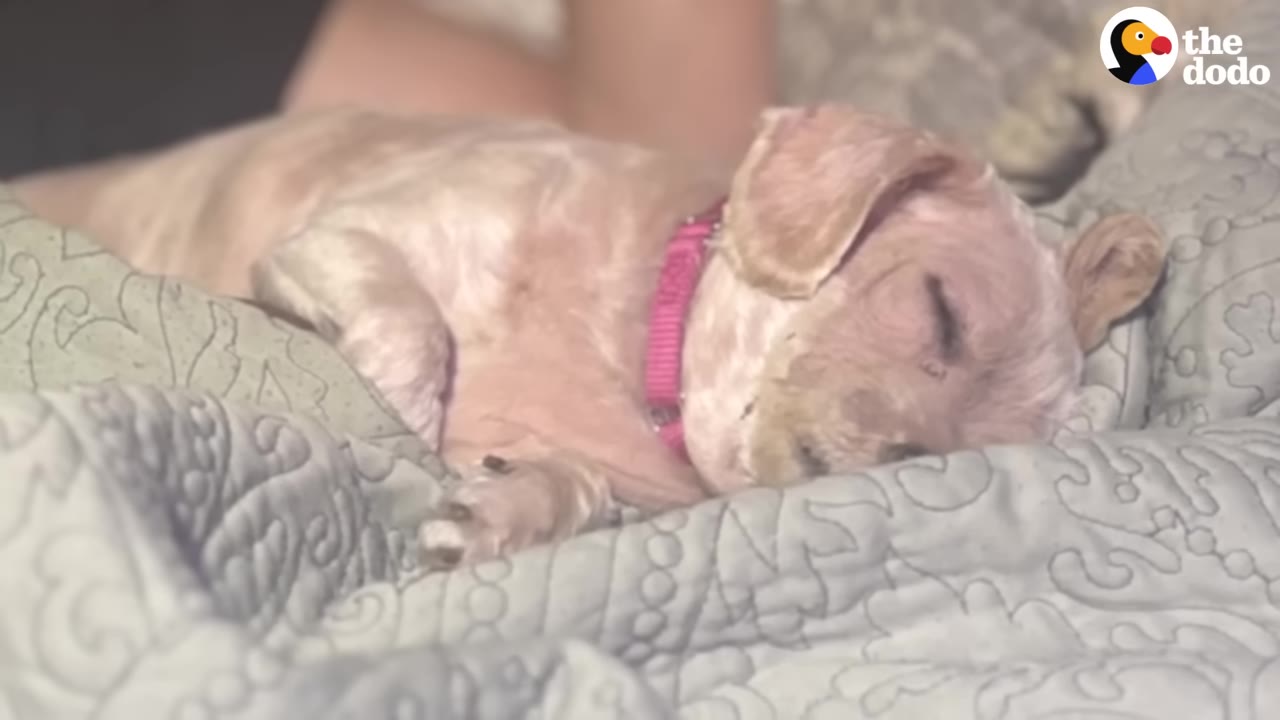 A small, light-colored dog wearing a pink collar sleeps peacefully on a patterned grey blanket next to a person.