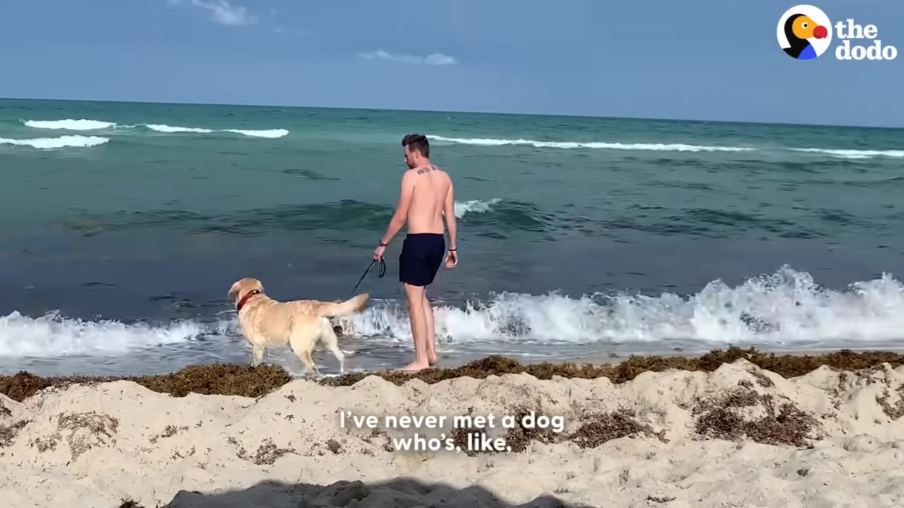 A man in swim trunks walks a golden retriever on a leash along a sandy beach with ocean waves.