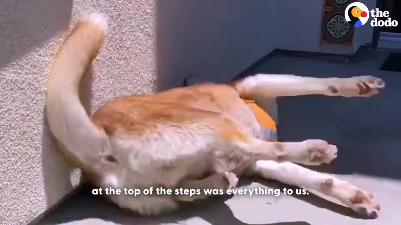 A tan and white dog lies on its back at the top of a flight of outdoor stairs, wagging its tail.