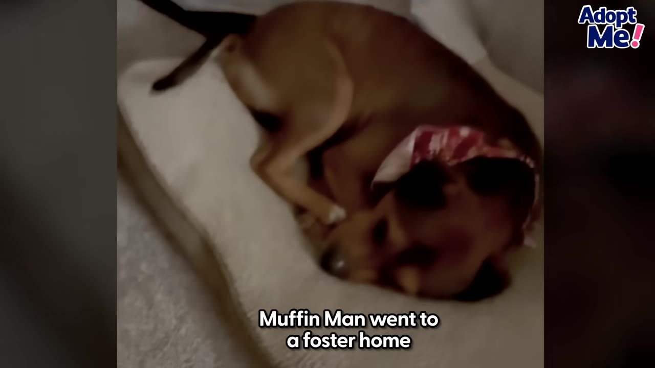 A brown dog wearing a red bandana sleeps comfortably on a soft dog bed.