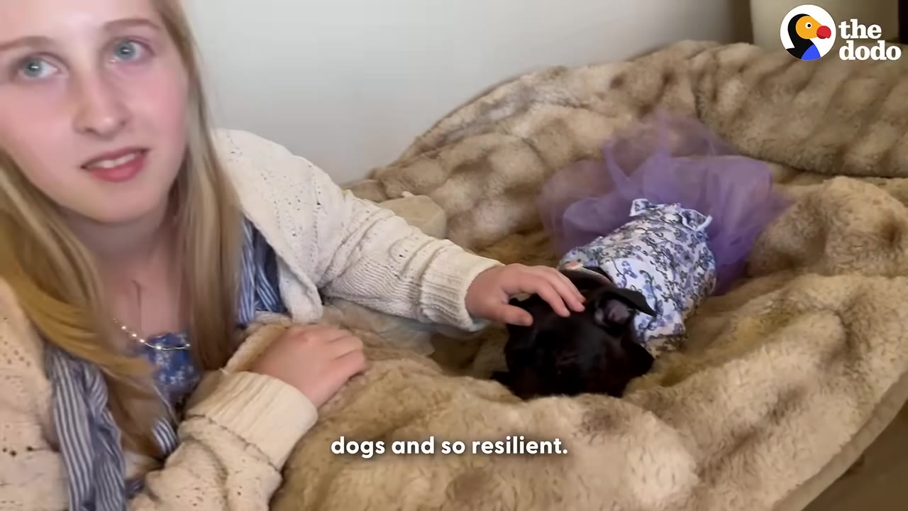 A young woman with blonde hair gently pets a small black dog wearing a purple tutu and floral dress as it rests on a plush, furry dog bed.