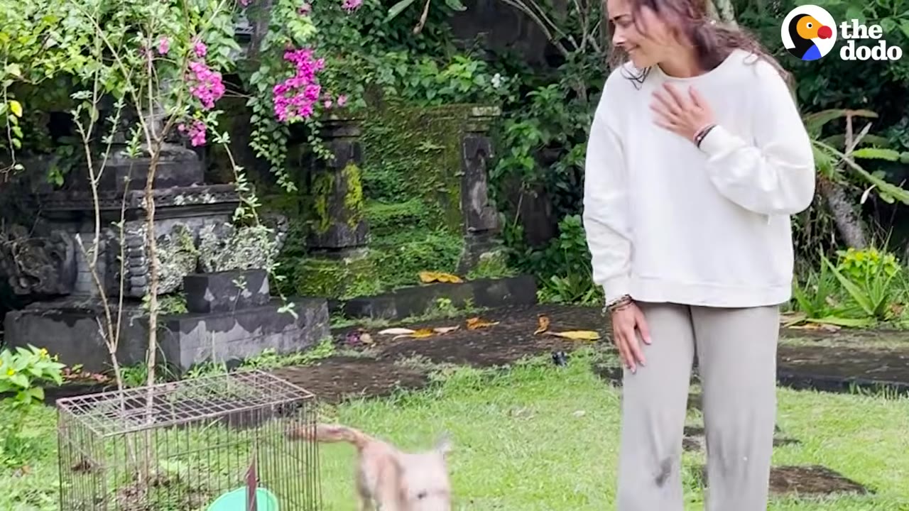 A small light-colored dog runs out of an open wire cage on a grassy lawn while a woman in a white sweatshirt looks on with a hand over her heart.