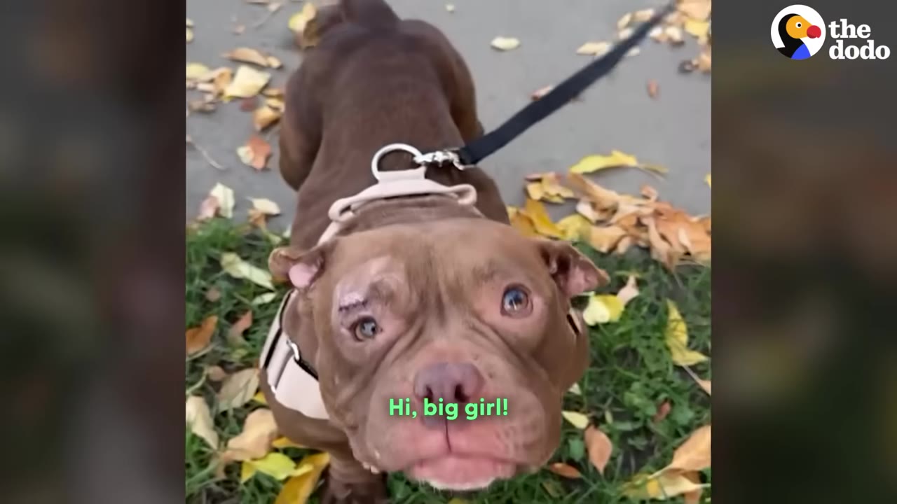 A close-up shot of a brown dog with expressive eyes looking up at the camera while on a leash outdoors with autumn leaves on the ground.