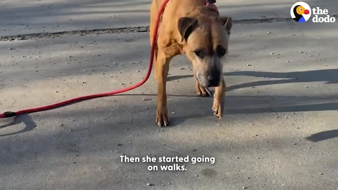 A brown dog walking forward on a concrete path while on a red leash.