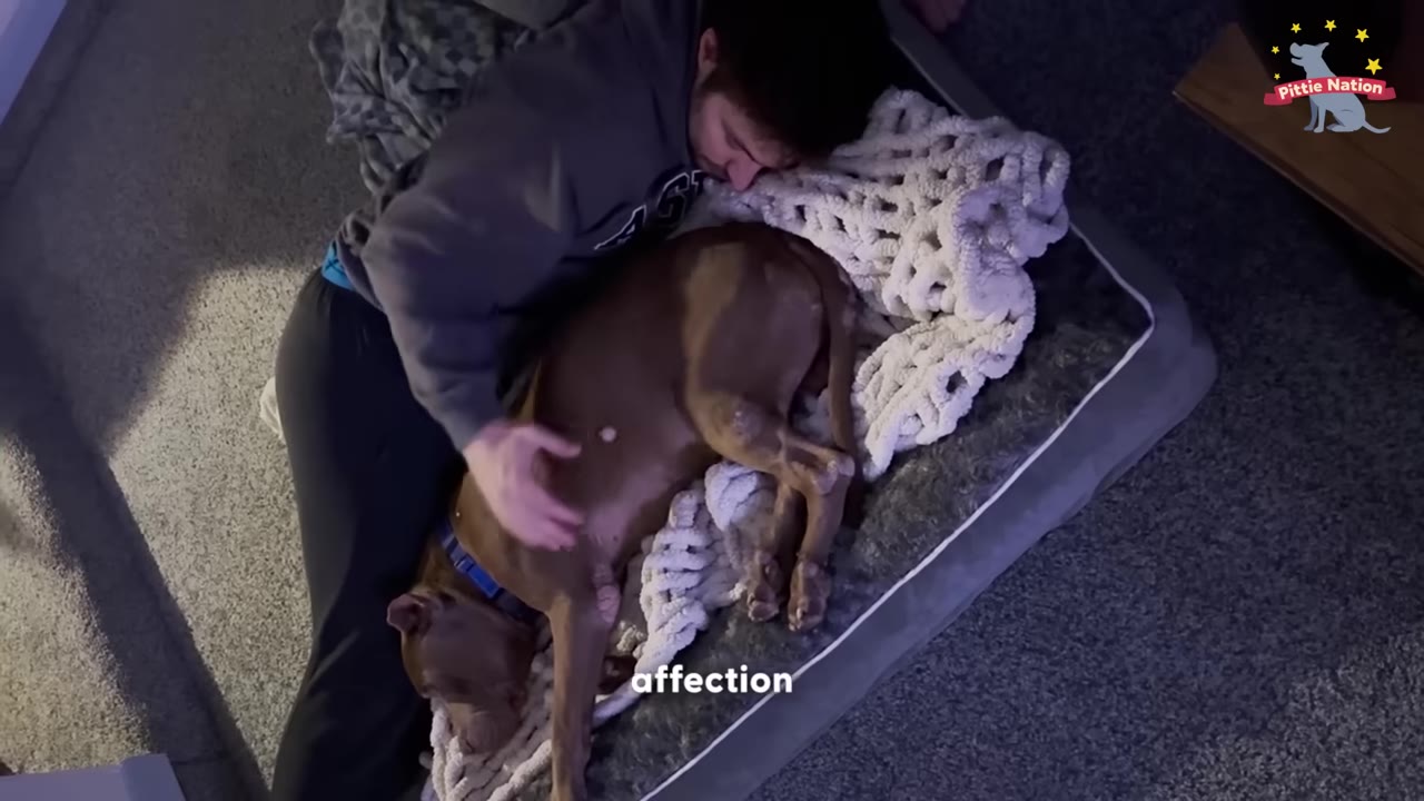A man lying down on a dog bed next to a brown pit bull, gently petting and cuddling the dog.