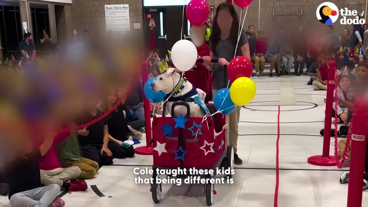 A white dog named Cole wearing a party hat sits in a red wagon decorated with stars and balloons, being pulled in front of a crowd of school children sitting on a gymnasium floor.