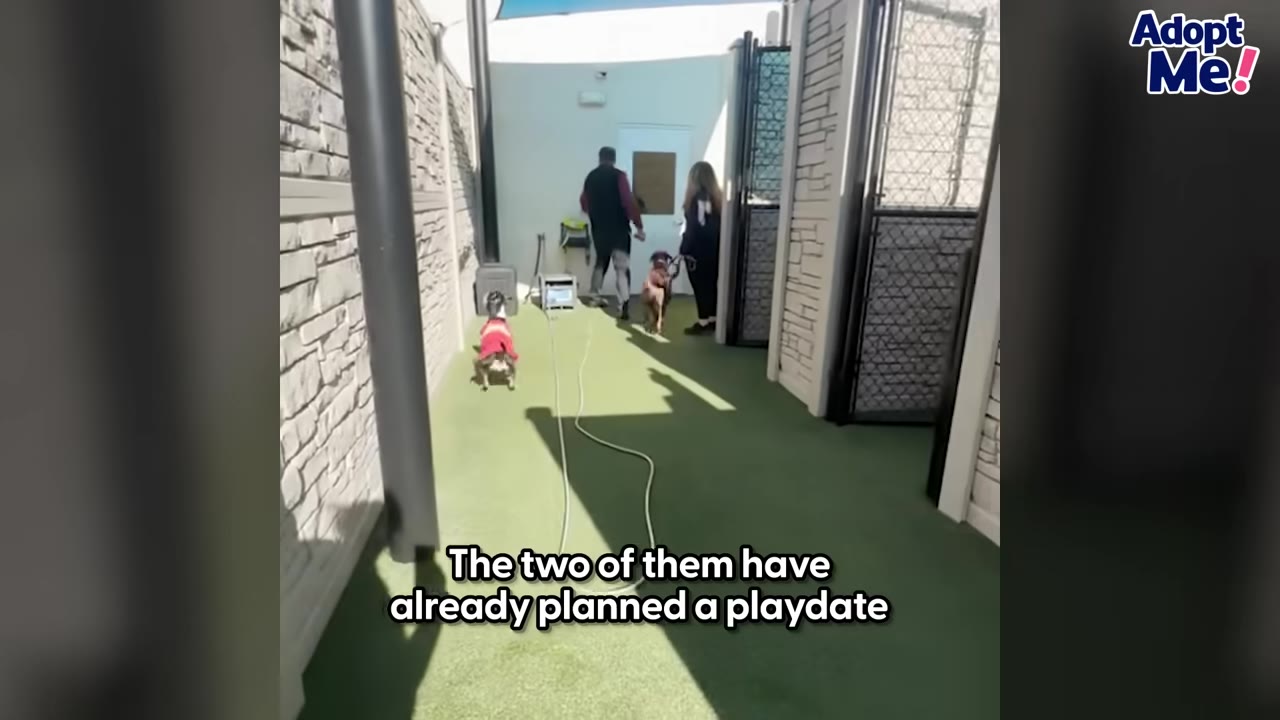 Two people walk away down an outdoor corridor with two dogs on leashes, with text overlay reading 'The two of them have already planned a playdate'.