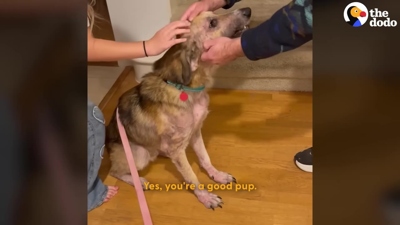 A brown and tan dog with some hair loss sits on a wooden floor while being gently petted on the head and neck by two people.