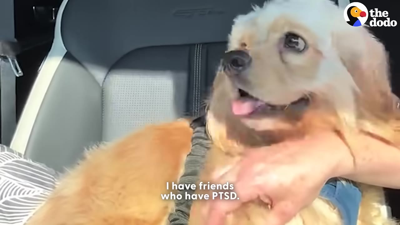A fluffy golden-colored dog sitting in a car seat, looking calm and happy as a hand gently pets its chest.