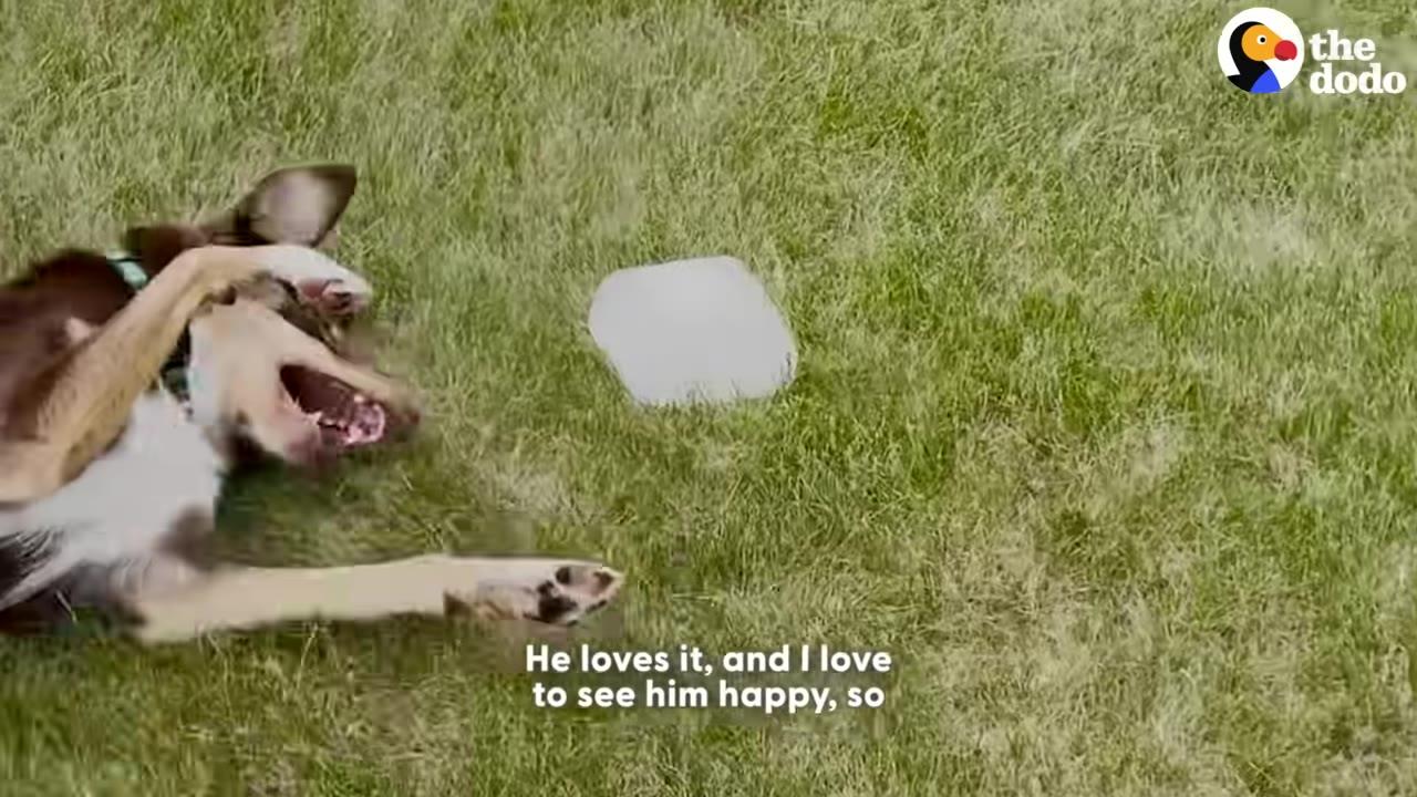 A brown and white dog lies on green grass next to a block of ice, yawning happily.