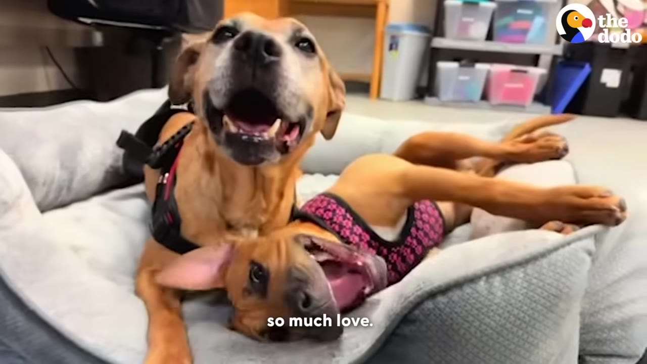 Two happy brown dogs lying together in a grey dog bed, both with wide open mouths as if smiling.