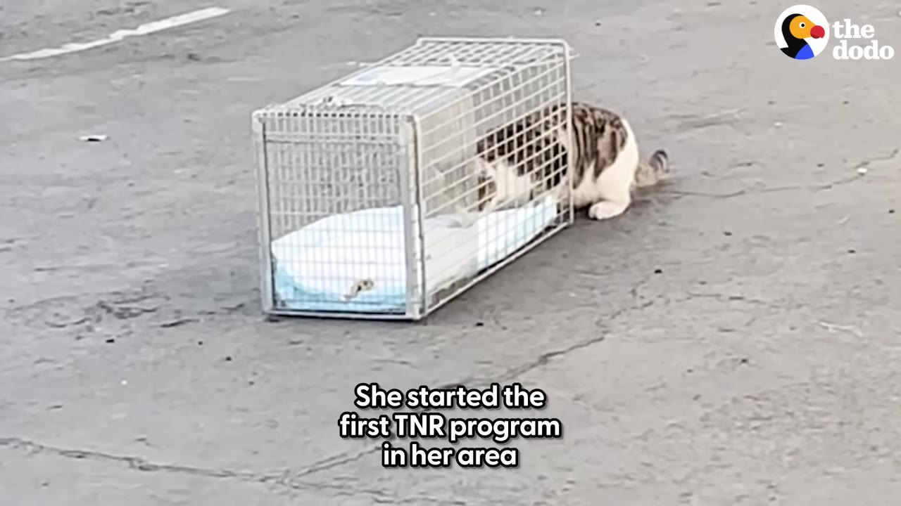 A tabby and white cat walks into a wire humane trap set on an asphalt surface.