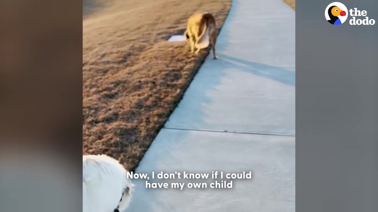 A dog walking ahead on a concrete sidewalk next to a grassy hill, with text on screen reading 'Now, I don't know if I could have my own child'.