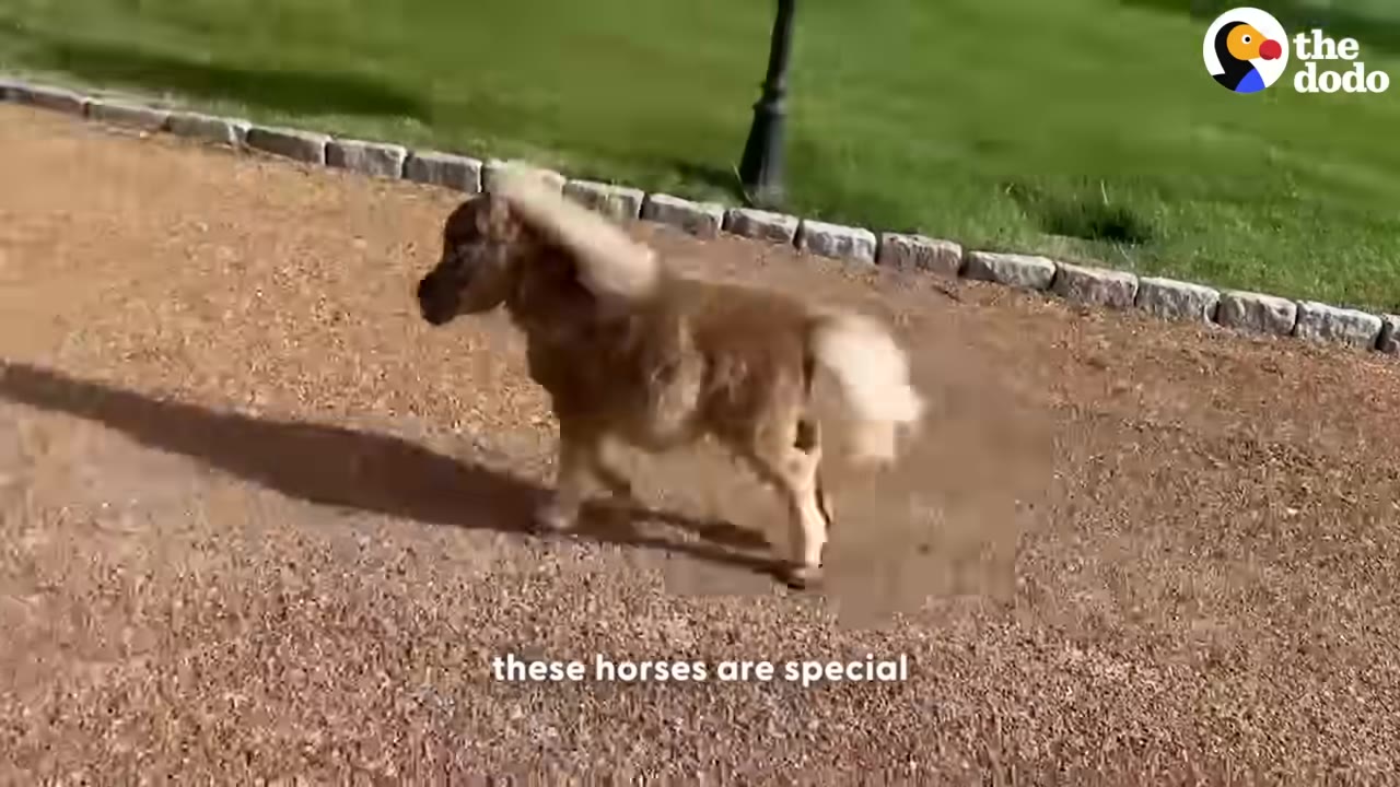 A side-profile view of Tubby, a small dwarf horse, walking along a gravel path next to a grassy lawn.