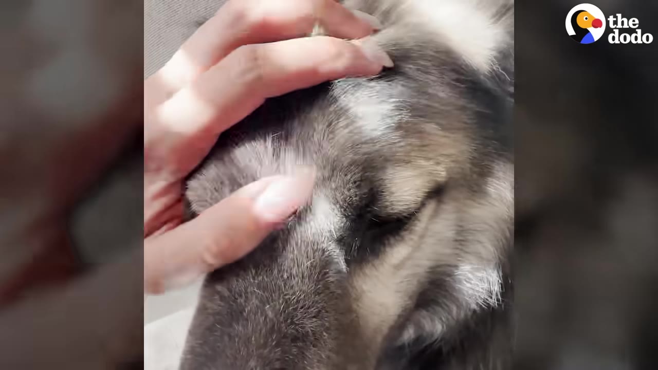 A close-up shot of a person's hand gently petting the head of a grey and white dog with its eyes closed.
