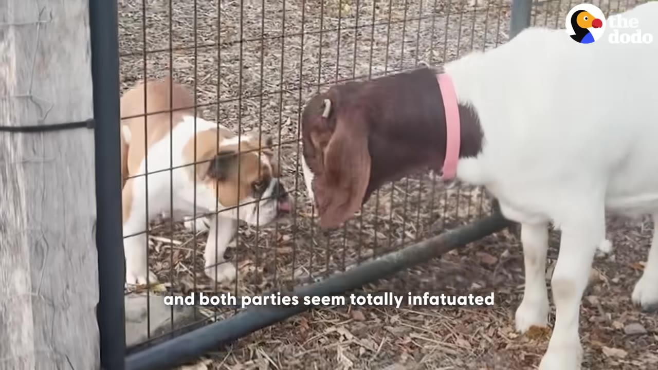 A brown and white bulldog puppy and a white goat with a brown head and pink collar touch noses through a wire fence.