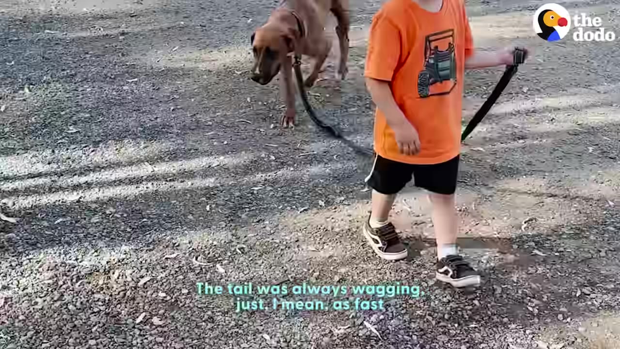 A brown dog walks on a leash held by a young child wearing an orange shirt on a gravel path.