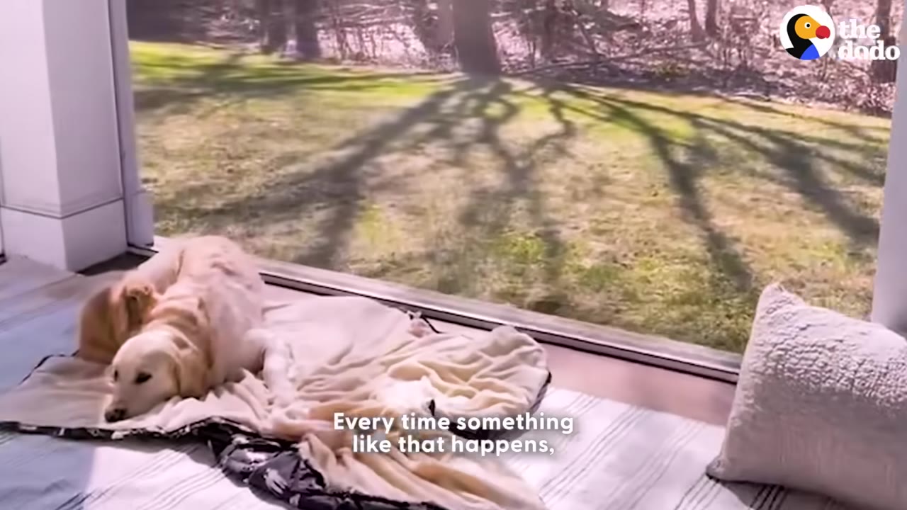 A golden retriever lies on a blanket on an enclosed porch next to a small rabbit, with a large window showing a sunny backyard in the background.