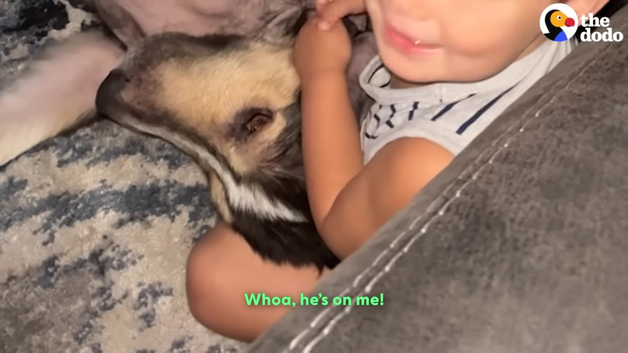 A dog with black and tan fur rests its head on a young child's lap while being hugged.