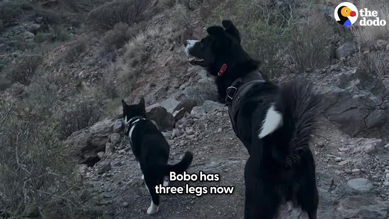 A black-and-white dog with three legs stands on a rocky hillside path next to a smaller black-and-white dog.