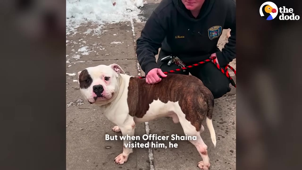 A brown and white pit bull mix stands on a sidewalk next to a person in a black uniform jacket who is gently petting his back.