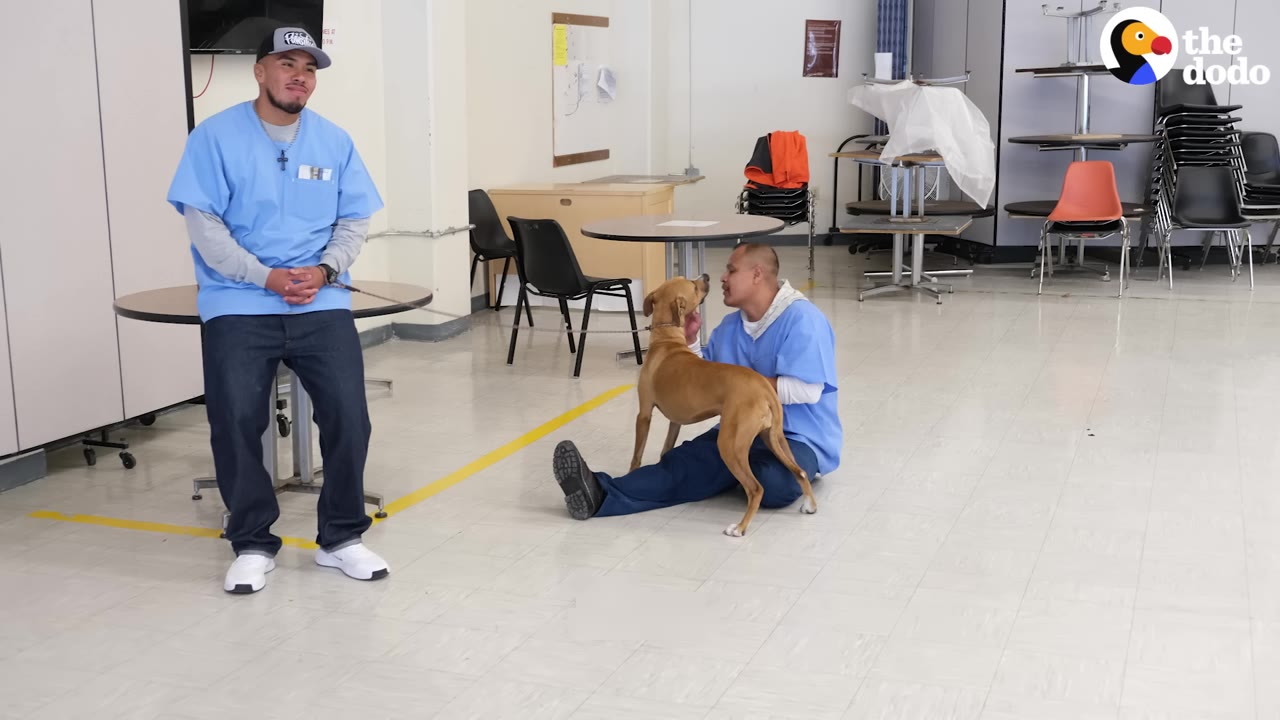 A tan dog stands in a large room, interacting with a man in blue scrubs sitting on the floor, while another man in blue scrubs stands nearby.