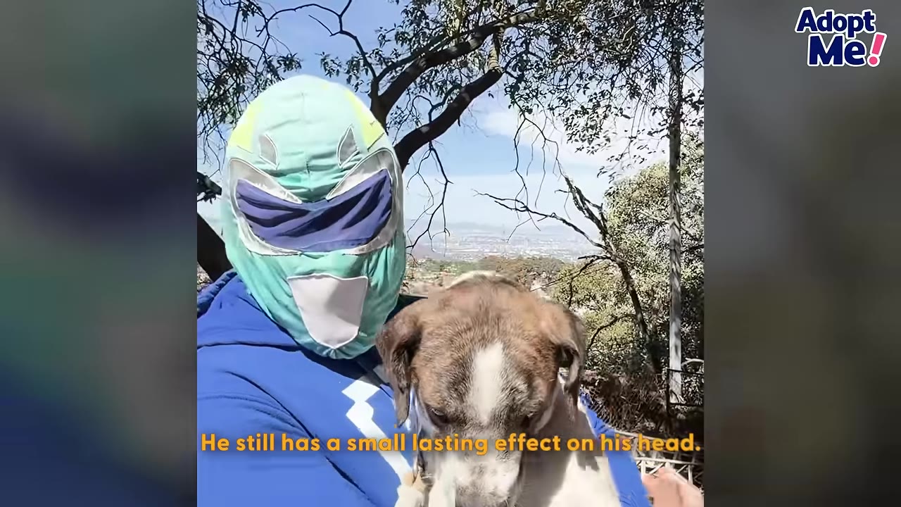 A person wearing a green and blue luchador mask holds a brindle and white dog, showing the top of the dog's head which has a slight physical indentation.