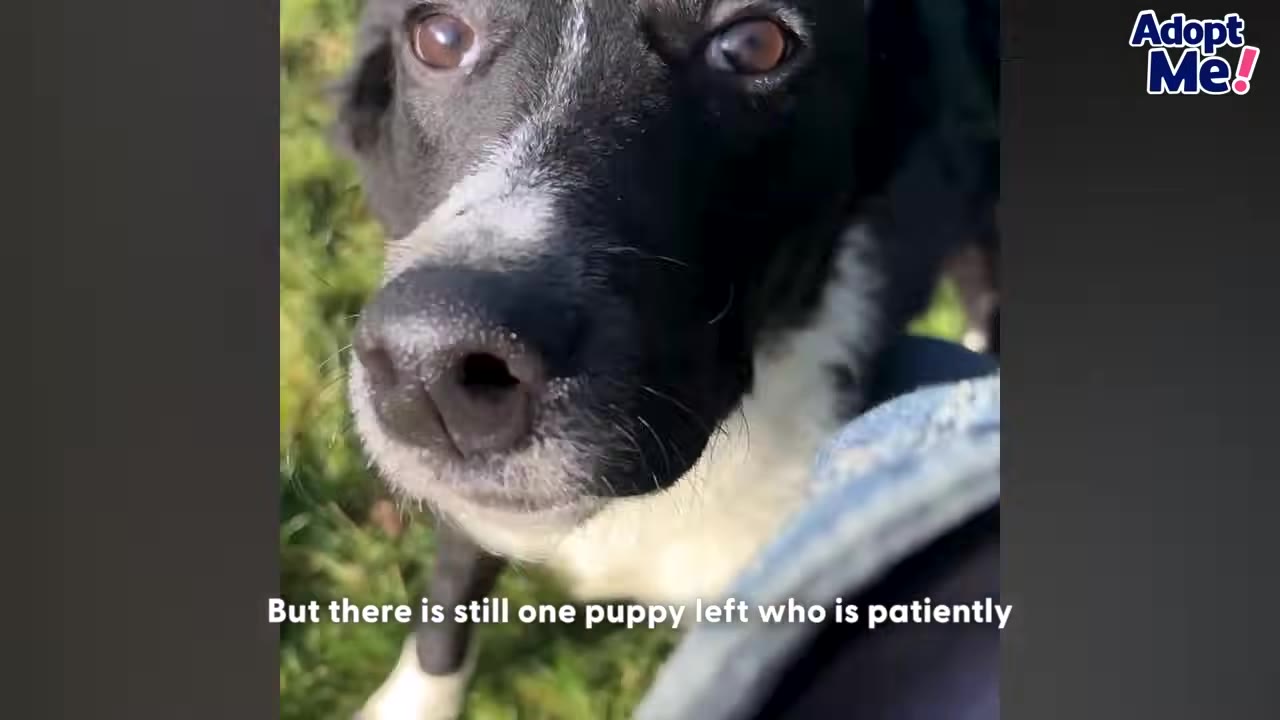 A close-up shot of a black and white puppy looking up with wide, hopeful eyes, with text overlay reading 'But there is still one puppy left who is patiently'.