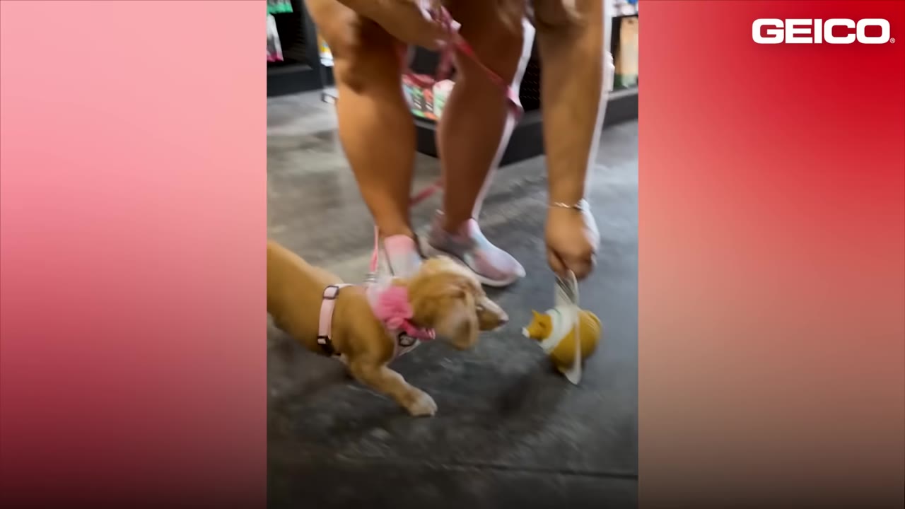 A small light brown puppy wearing a pink harness sniffs a yellow toy held by a person in a store.