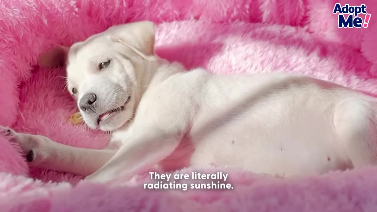 A white puppy lies comfortably on a fluffy pink dog bed, looking up with a relaxed expression.