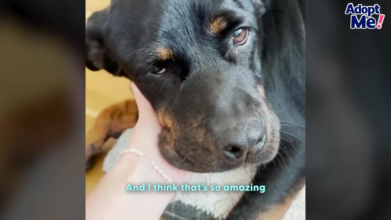 A close-up of a black and tan dog's face being gently cradled by a person's hand.