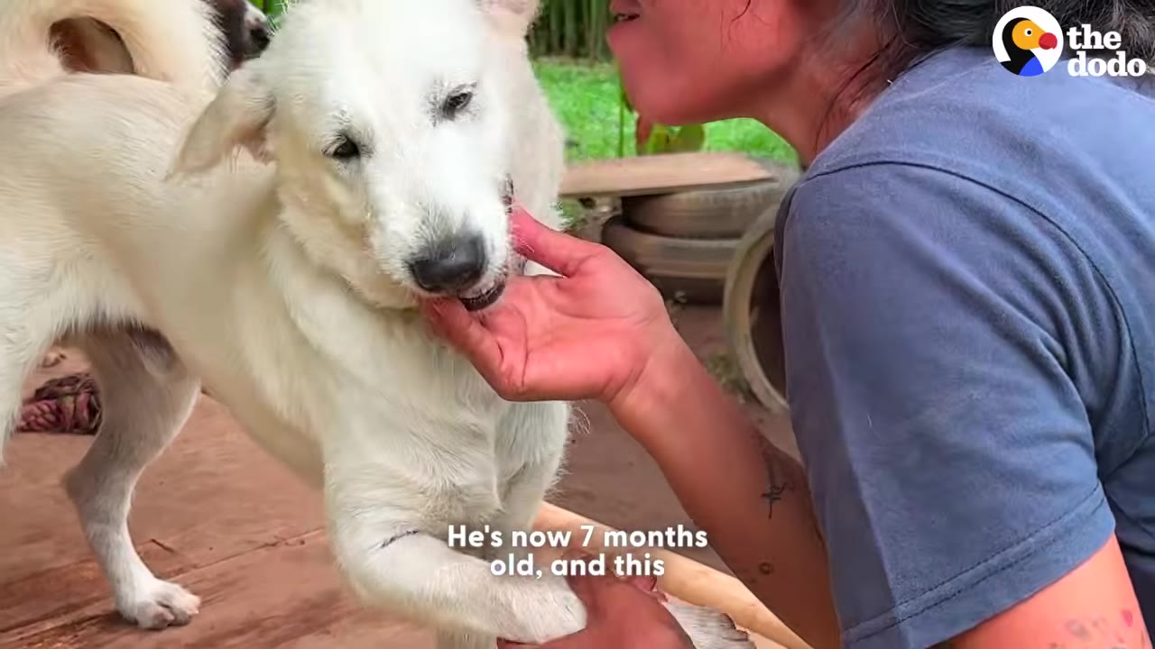 A white dog named Yuki stands on a wooden porch while a person gently holds his chin and pets him.