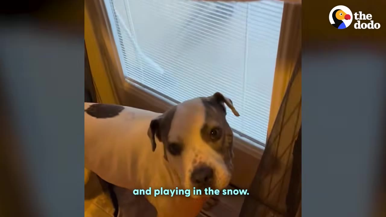 A white and grey dog with floppy ears looks up curiously towards the camera indoors near a window.