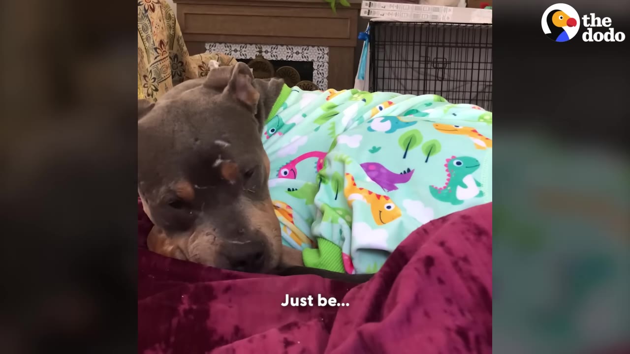 A brown and grey dog wearing light green dinosaur pajamas rests comfortably under a purple blanket.
