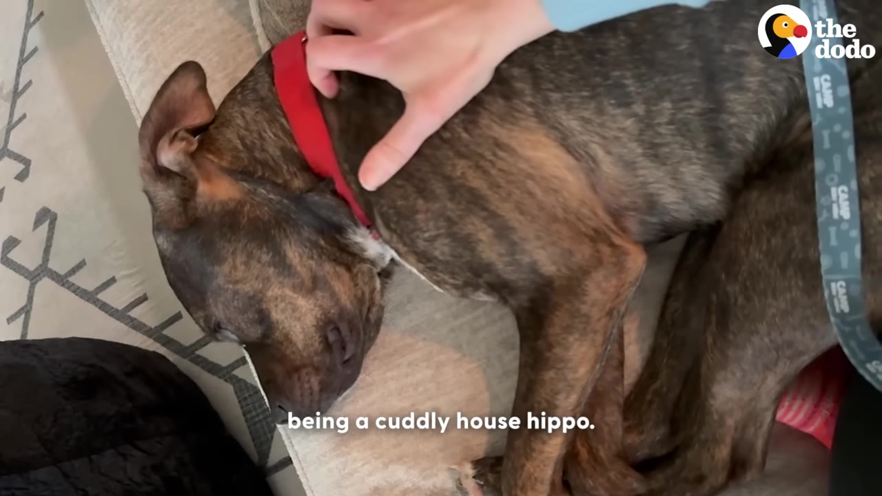 A brindle dog with a red collar lies down on a couch while a hand gently pets its neck.