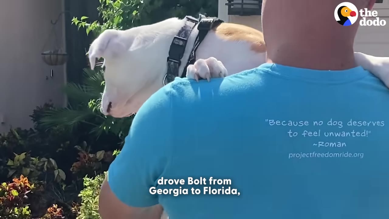 A man in a blue t-shirt carrying a white and brown dog named Bolt on his shoulder outdoors.