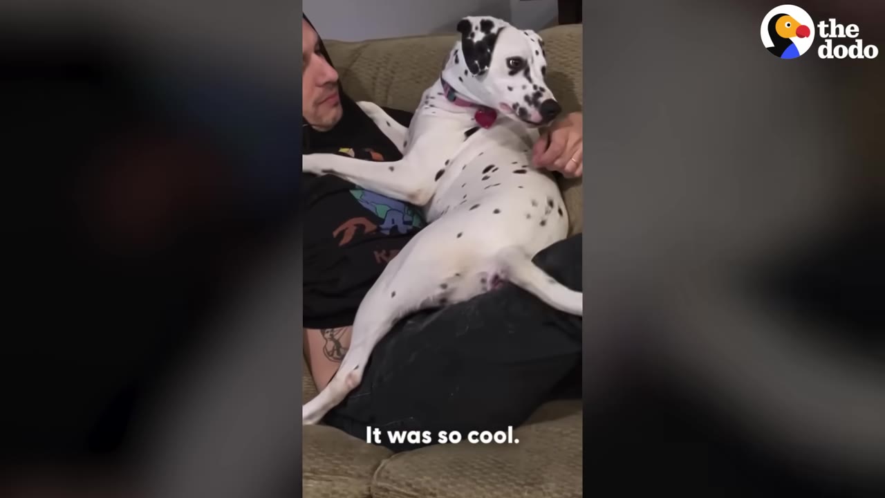 A spotted Dalmatian dog sits comfortably on a person's lap on a couch.