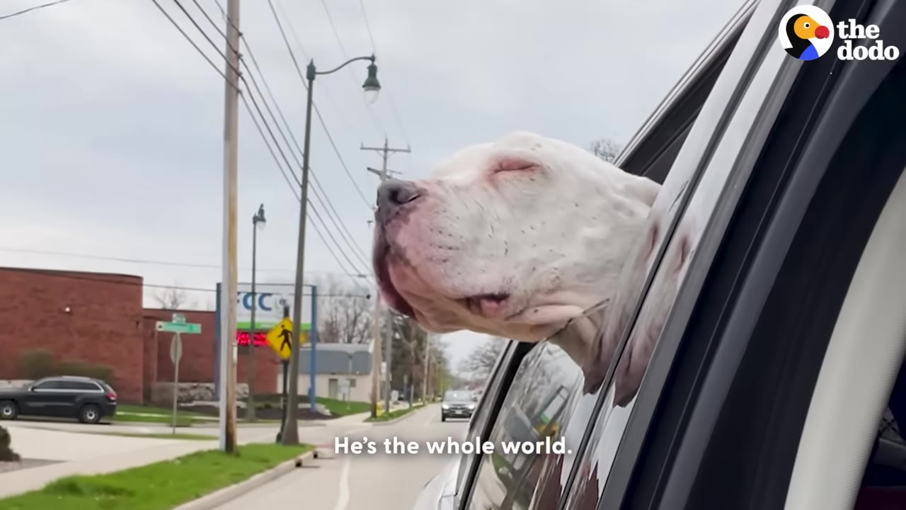 A white dog with its eyes closed sticks its head out of a car window, enjoying the breeze as the car drives down a street.